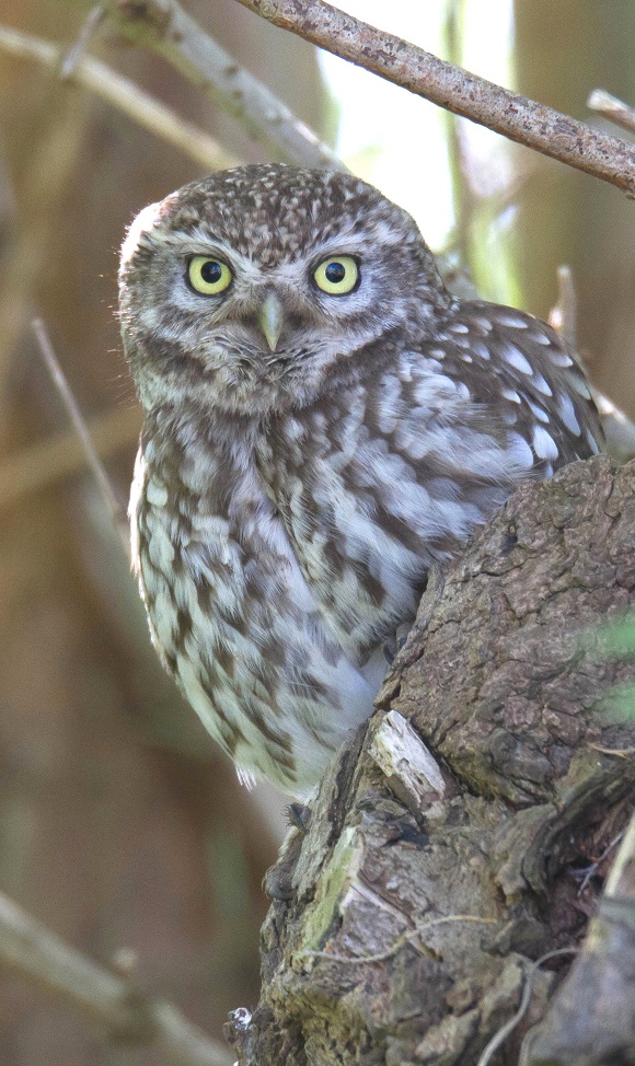 The pruning (pollarding) of old willow trees for the security an